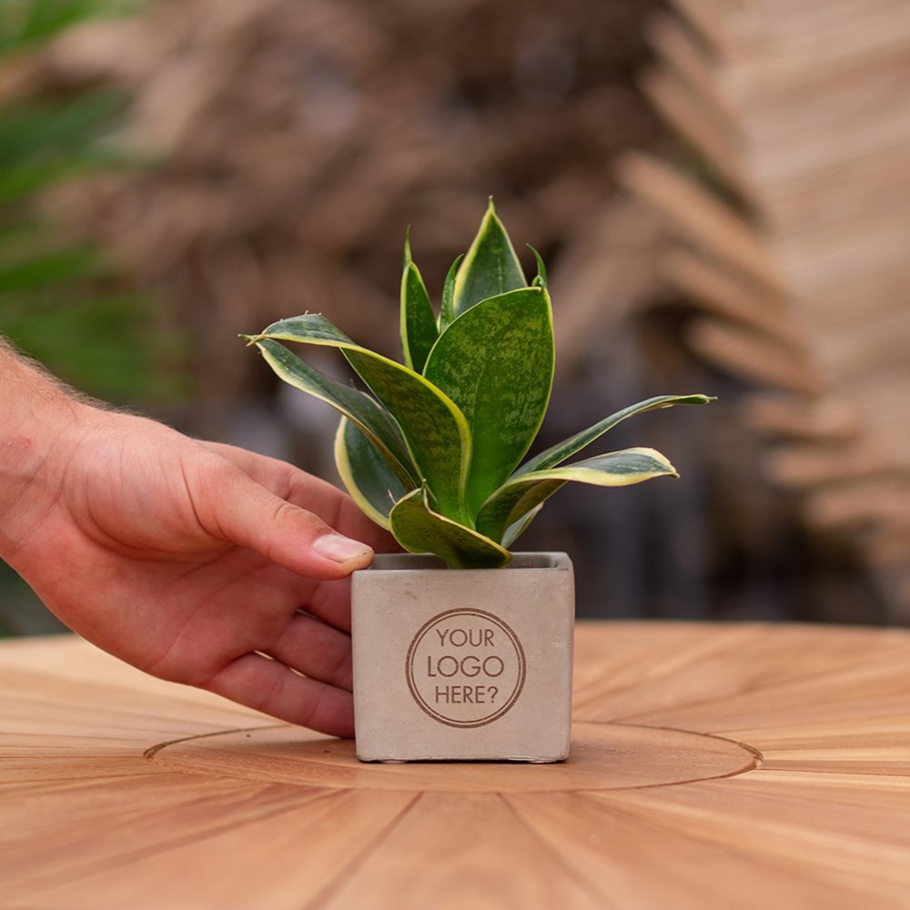 Congreet® plantpots, In giftbox