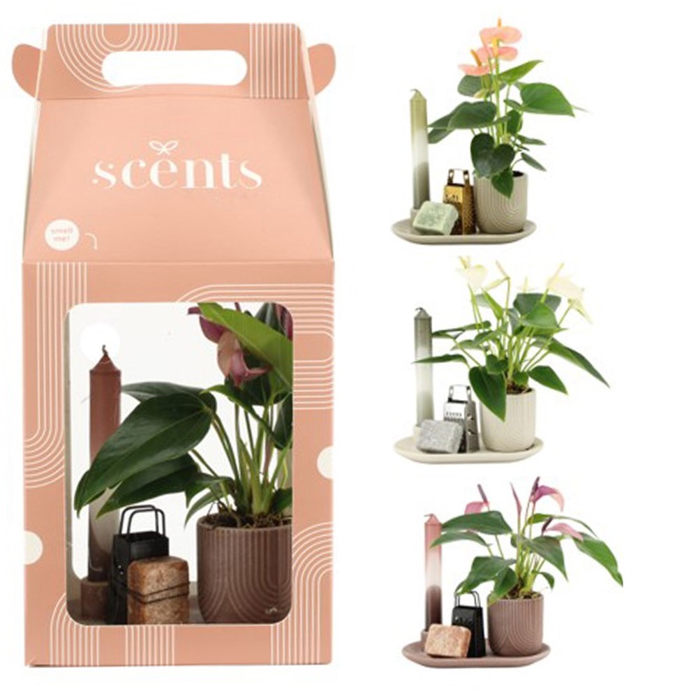 Aromatic Giftset large - Elegant Anthurium